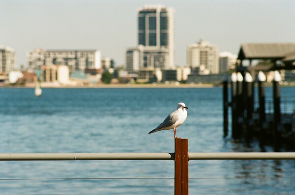 Seagull at Elizabeth Quay, Perth, Australia